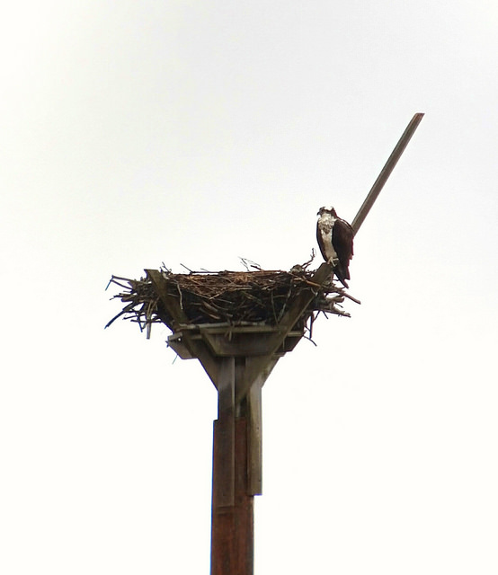 Tilton nest - March 29, 2016